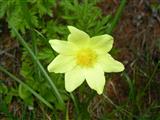 Anemone delle alpi