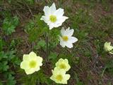 Anemone di primavera