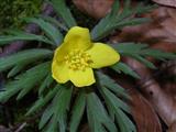 Anemone gialla