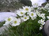 Anemone narcissiflora