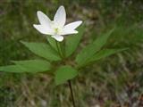 Anemone trifogliato