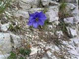 Aquilegia comune