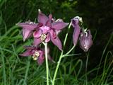 Aquilegia scura