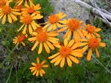 Arnica montana