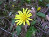 Barba di becco