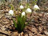  Campanellino di primavera 