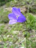 Campanula Scheuchzer