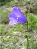  Campanula Scheuchzer 