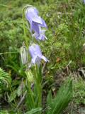 Campanula barbata