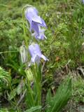  Campanula barbata 