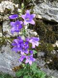 Campanula persicifolia