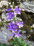  Campanula persicifolia 