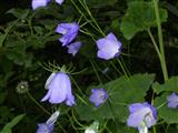  Campanula soldanella 