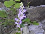 Campanula spigata