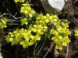 Draba gialla