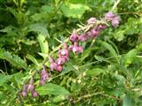 Elleborine violacea