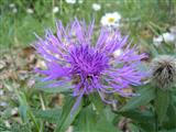 Fiordaliso alpino