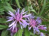 Fiordaliso di Trionfetti