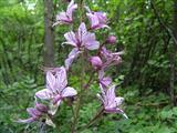 Frassinella