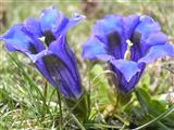 Genziana di Koch