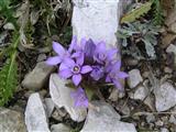 Genziana germanica