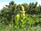 Genziana maggiore