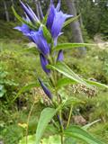 Genziana minore
