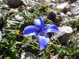 Genziana sfrangiata