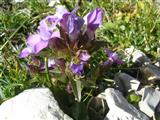 Genzianella delle Dolomiti