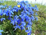 Genzianella di primavera