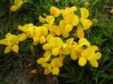 Ginestra stellata
