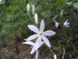Lilioasfolelo maggiore