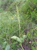 Listera ovata