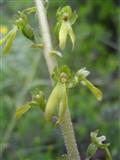 Listera ovata2