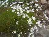 Minuartia primaverile