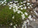  Minuartia primaverile 