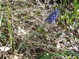 Muscari atlantico