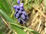 Muscari azzurro