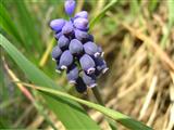  Muscari azzurro 