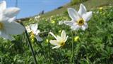 Narciso