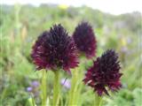 Nigritella nigra