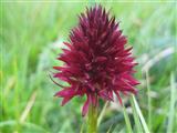 Nigritella rubra