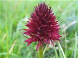  Nigritella rubra 