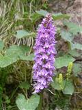 Orchidea macchiata