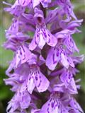 Orchidea macchiata2