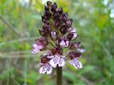 Orchidea maggiore