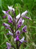 Orchidea militare