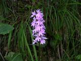 Orchidea palmata