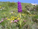 Orchidea sambucina
