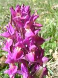  Orchidea sambucina2 